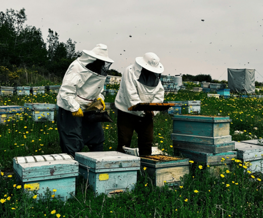 Treat Your Hive for Pests & Diseases - June 9th