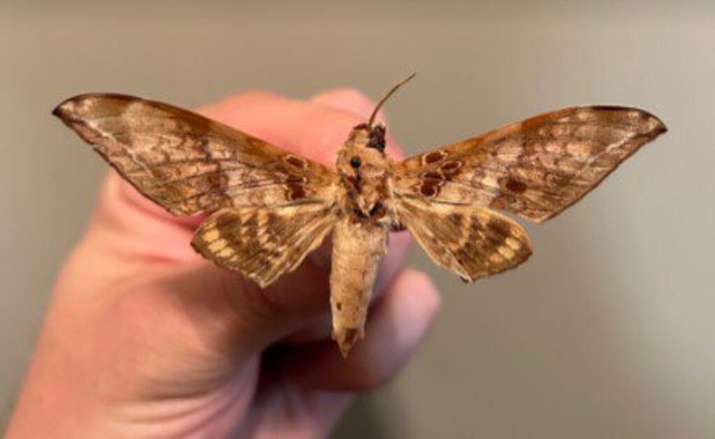 Hawk Moth Spreading Class - October 5th, 2024 11:45am - 12:45pm