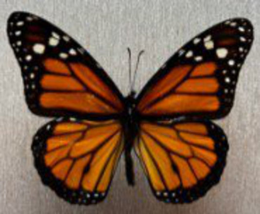 Monarch Butterfly Spreading Class - November 3rd, 2024 11:45am - 12:45pm