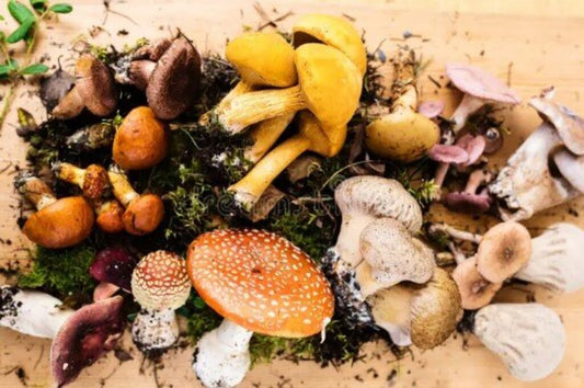 Beginner Mushroom Growing Class May 31st 2pm-4pm