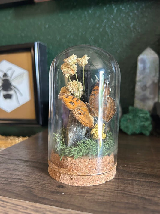 Small Butterfly Mini World Feb.21 12:15p-1p