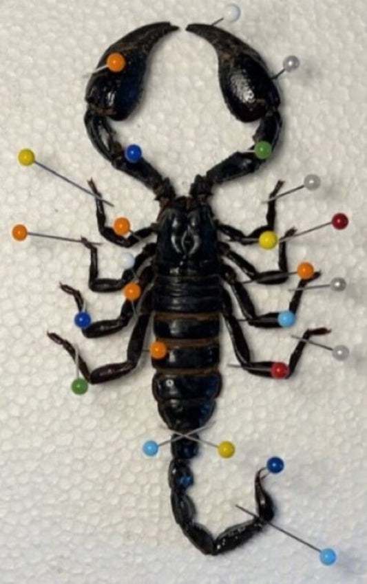 Scorpion Spreading Class Mar.7 11:15a-12p