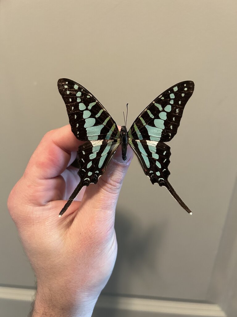 Common Blue Swallowtail Pinning Mar.7 12:15p-1p